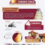 AUTORIDADES LLAMAN A GANADEROS TOMAR PRECAUCIONES ANTE PRESENCIA DEL GUSANO BARRENADOR EN VERACRUZ