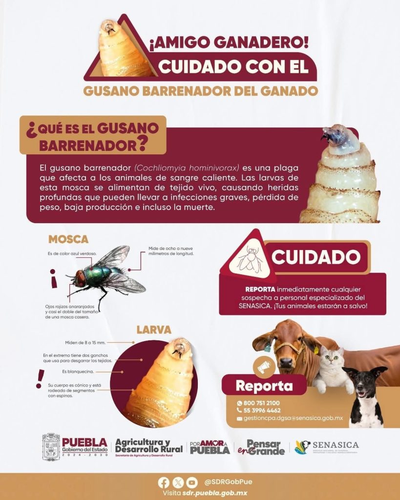 AUTORIDADES LLAMAN A GANADEROS TOMAR PRECAUCIONES ANTE PRESENCIA DEL GUSANO BARRENADOR EN VERACRUZ