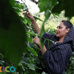 VISITA XICOTEPEC PUEBLO MÁGICO DE LA SIERRA NORTE DE PUEBLA
