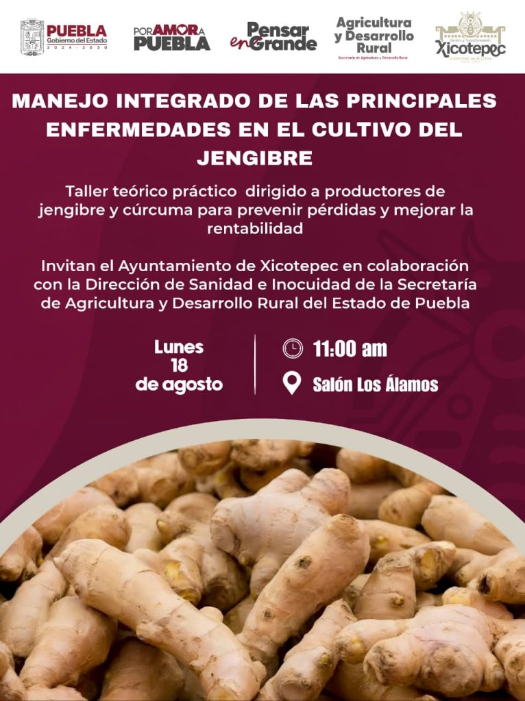 TALLER PARA PRODUCTORES DE JENGIBRE Y CÚRCUMA LLEGA A XICOTEPEC