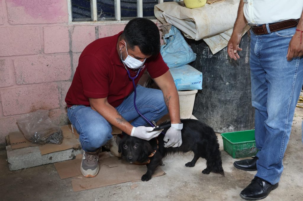HABRÁ SEGUIMIENTO A CASOS DE MALTRATO ANIMAL, ÁREAS VISITAN DOMICILIOS