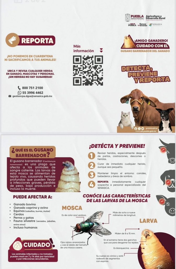 AMIGO GANADERO, TOMA PRECAUCIONES PARA EVITAR EL GUSANO BARRENADOR