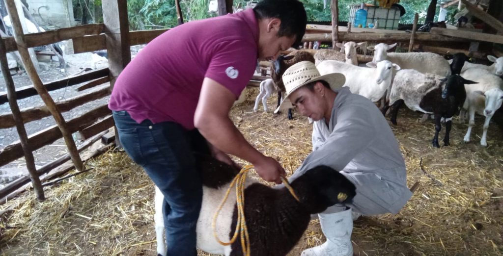 VACUNAN AL GANADO EN COMUNIDADES PARA PREVENIR EL GUSANO BARRENADOR