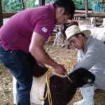 VACUNAN AL GANADO EN COMUNIDADES PARA PREVENIR EL GUSANO BARRENADOR